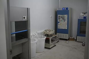 雙興新盛木耳菌包廠 優(yōu)質(zhì)菌包熱銷中，專業(yè)技術(shù)助力致富路